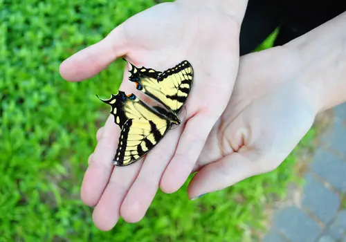 Vlinder1