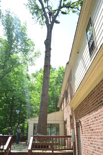 Bomen3