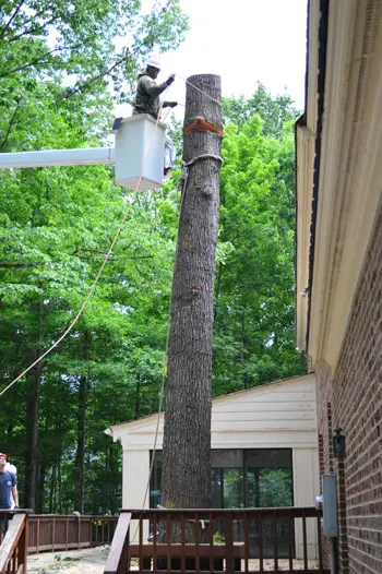Bomen4