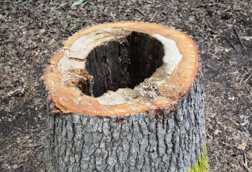 Bomen6