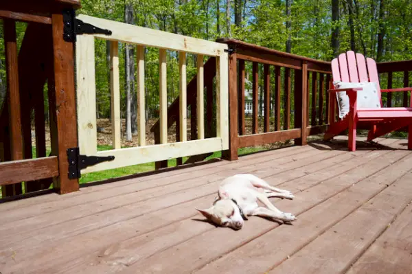 Chihuahuahond ligt in de zon op het dek naast voltooide doe-het-zelf-dekpoort
