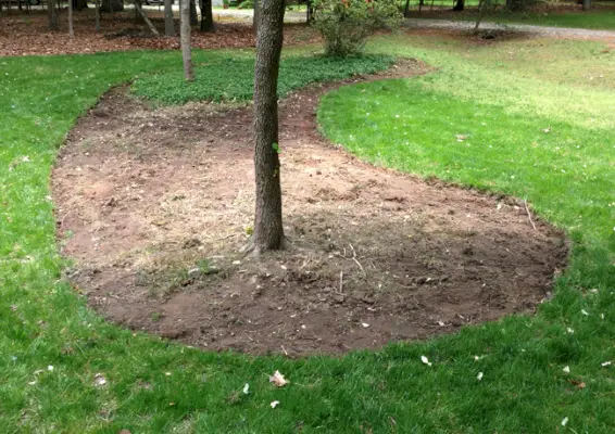 Uitgegraven bed rond bomen voordat de mulch wordt geplaatst