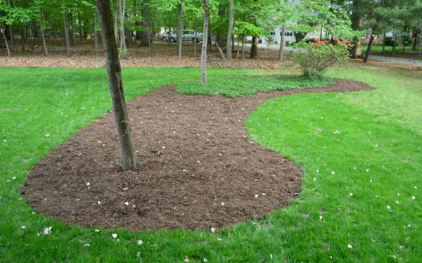 Mulchbed toegevoegd rond bomen in de voortuin