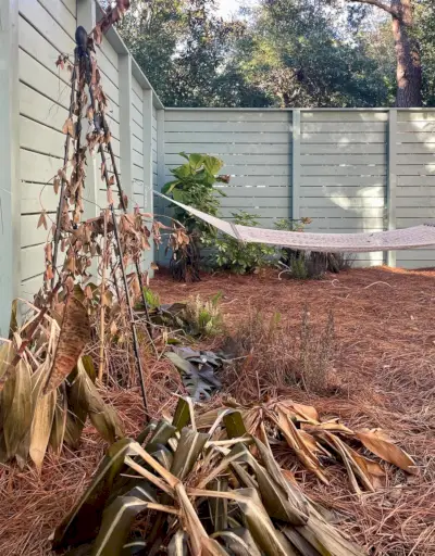 Dode planten na diepvriesgebeurtenis in Florida
