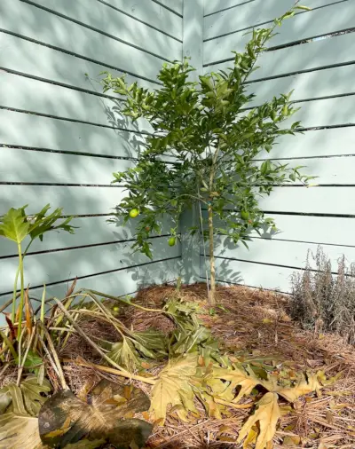 Kleine lindeboom die de vorst in Florida heeft overleefd