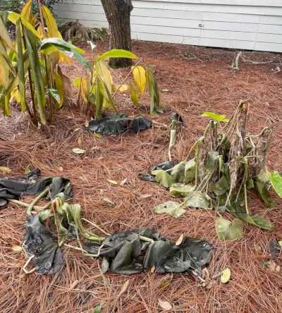 Verwelkte tropische planten na bevriezing in Florida