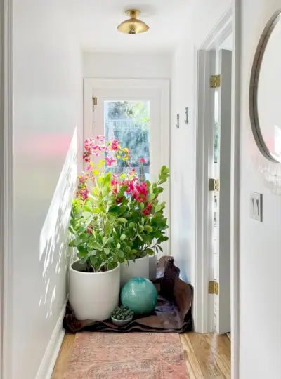 Potplanten voor buiten die tijdens de vorst in Florida naar binnen worden gebracht