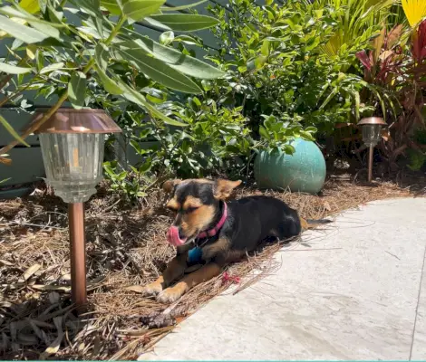 Bruine chihuahua zit tussen LED-terrasverlichting op zonne-energie in struiken