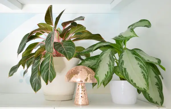 Aglaonema-variëteiten roze op plank met discopaddestoel