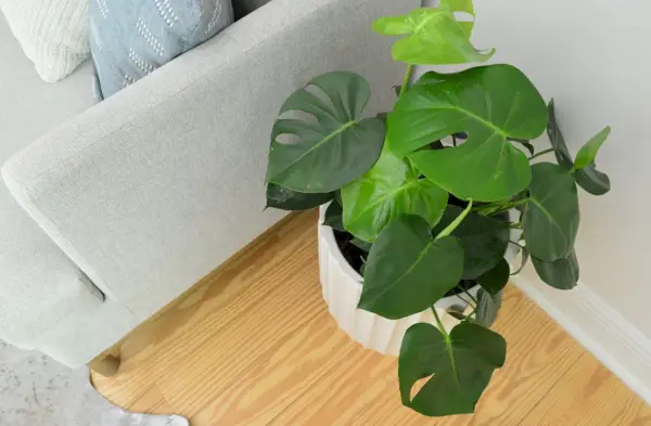 Monstera deliciosa kamerplant naast grijze bank