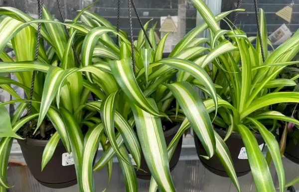Hangende slangenplanten in de winkel
