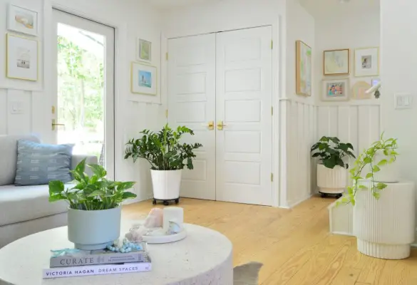 Kamerplanten op oppervlakken in een zithoek met weinig licht Pothos Monstera ZZ Plant