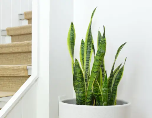 Slangenplantbladeren In Witte Pot