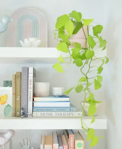 Neon Pothos kamerplant Vine die van een zwevende plank achterblijft