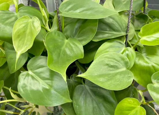 Close-up van Heartleaf Philodendron-bladeren