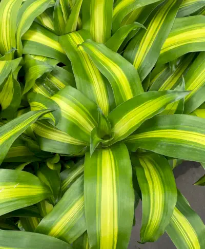 Bladeren van Dracaena fragrans Massangeana Corn Polant