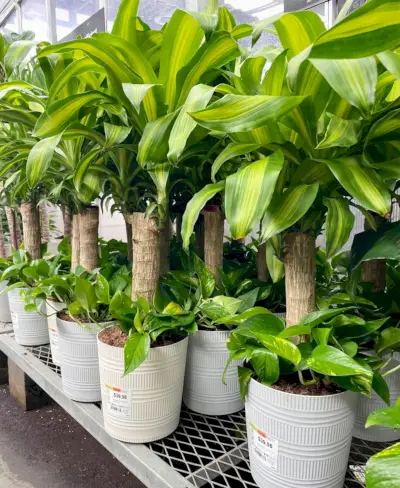 Maïsplant Massangeana Te Koop Met Pothos