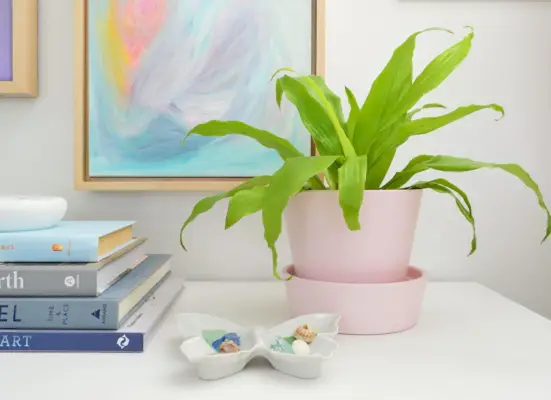Limelight Maïsplant In Roze Pot