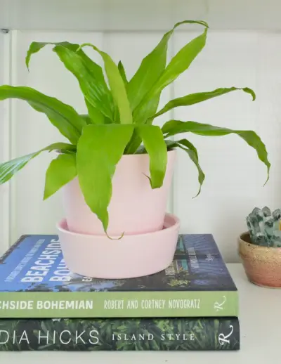 Limelight Maïsplant In Roze Pot