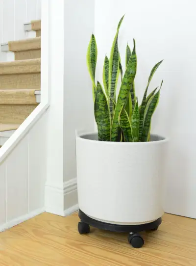 Slangenplant In Witte Pot Op Wielen