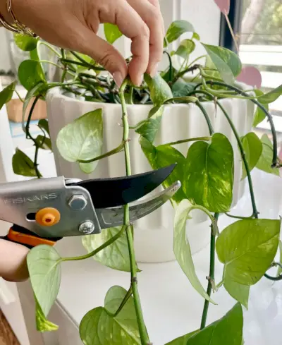 Handsnoei Gouden Pothos met een schaar