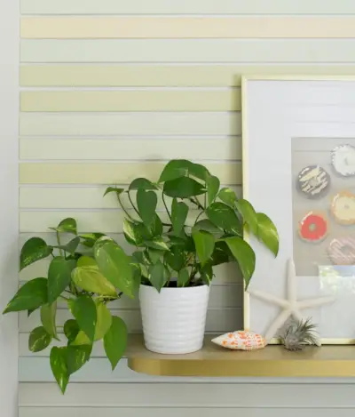 Gouden Pothos op kleurrijke gestreepte muur