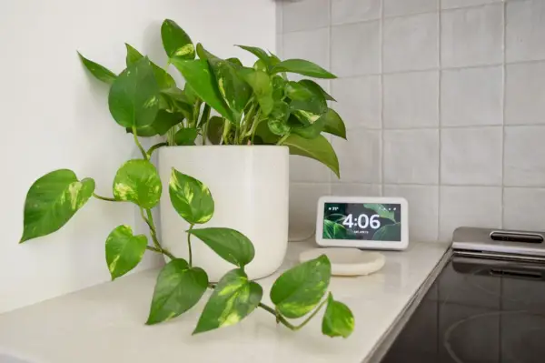 Gouden Pothos op aanrecht door Alexa Echo Show 5