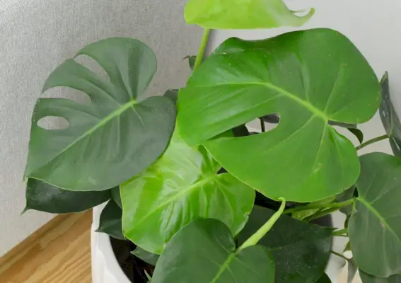 Close-up van gaten in bladeren van monstera deliciosa plant