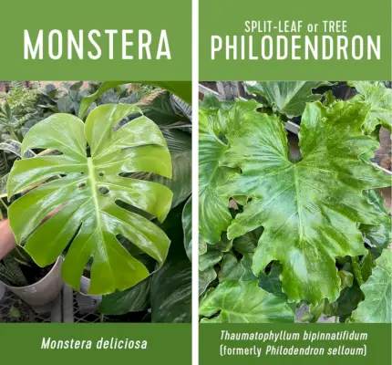 Vergelijking van Monstera Delicious versus philodendron met gespleten bladeren