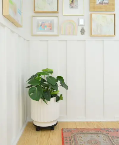 Monstera deliciosa in gang met witte lambrisering en fotolijsten