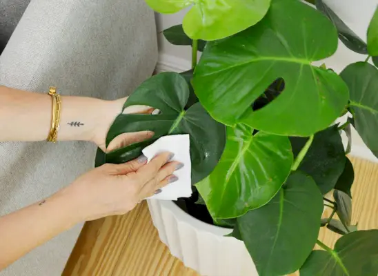 Handafvegend blad van monstera deliciosa tropische plantenverzorging