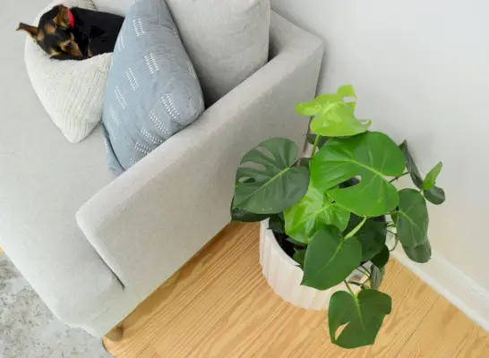 Monstera deliciosa naast bank met slapende hond op kussen
