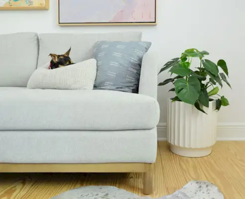 Monstera deliciosa kamerplant naast bank met slapende hond