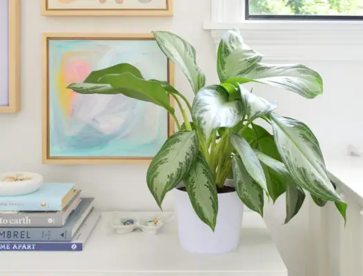 Aglaonema Kamerplant Op Witte Console Met Kunstwerk