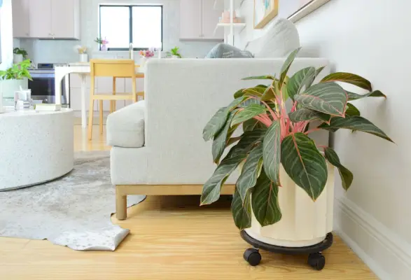 Roze Aglaonema naast de bank in de keuken