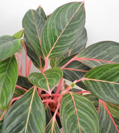 Close-up van roze Aglaonema-bladeren