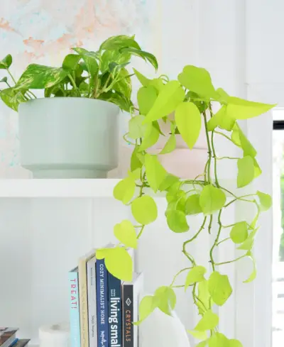 Gouden Pothos naast VIning Neon Pothos op een witte plank