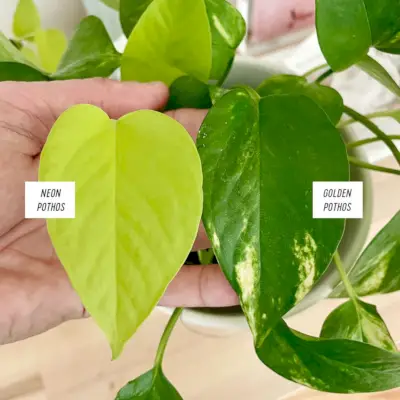 Neon Pothos-blad naast gouden Pothos-blad