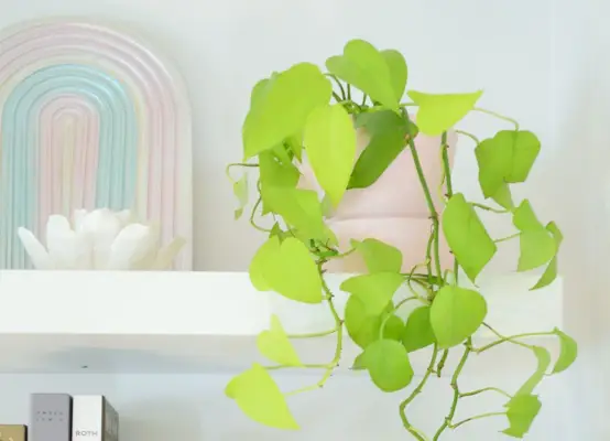 Neon Pothos kamerplant naast Rainbow Art