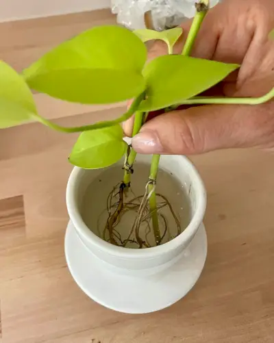 Wortels In Water Voor Het Vermeerderen Van Neon Pothos