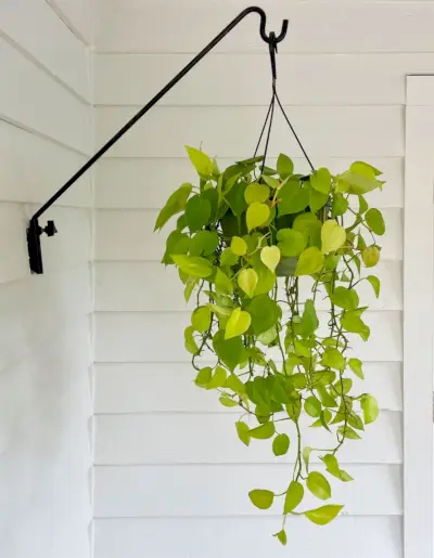 Neon Pothos buitenhangmand