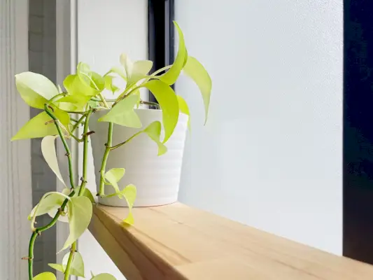 Detail van Pothos Plant op slagersblok zwevende houten plank in de badkamer