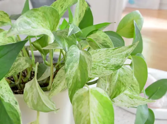 Close-up van marmeren bladeren van koningin Pothos