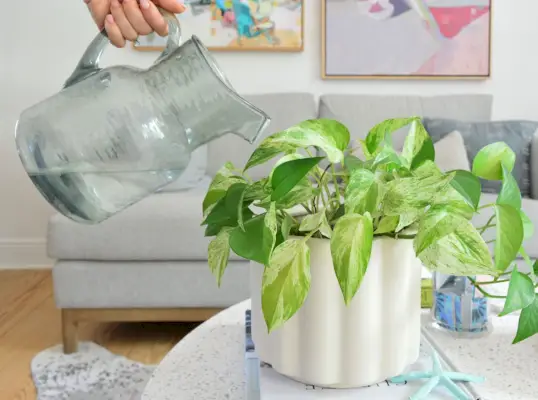 Gieter gieten van water in marmer koningin Pothos