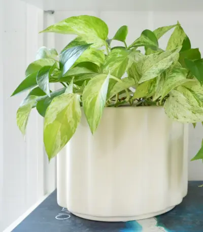 Marmeren koningin Pothos in witte pot