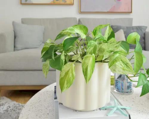 Marmeren koningin Pothos ingegoten op salontafel