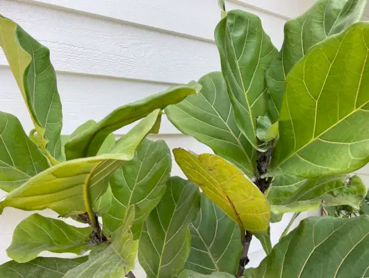 Close-up Van Fiddle Leaf Vijgenbladeren