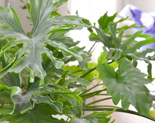 Gespleten bladboom Philodendron close-up