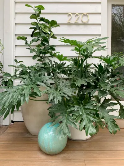 Extra grote planten in grote plantenbakken op de veranda