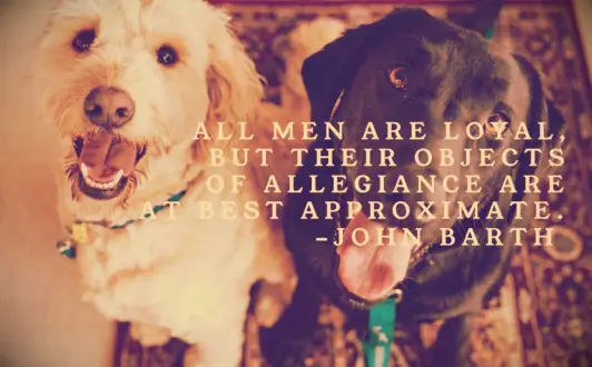A white terrier and black lab looking loyally up at their owner after a treat